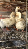 3 Pekin Hens
