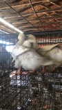 2 Pekin Hens