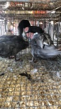 2 Blue Swedish Hens