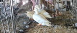 Trio White Call Ducks