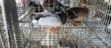 Pair Gray Call Ducks