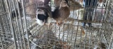 Pair Gray Call Ducks