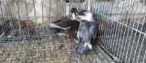 Pair Blue Bibbed Call Ducks