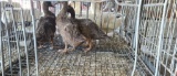 3 Young Rouen Ducks - Unsexed