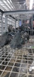 2 Muscovy Ducks