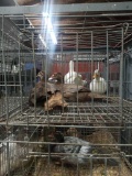 2 Muscovy Ducks
