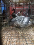1 Muscovy Duck