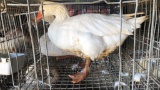 2 Geese