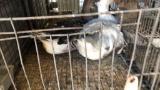 2 Geese