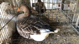 Goose