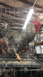 Barred Rock Rooster - 6 Mos Old