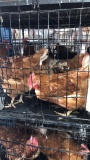 4 Rhode Island Red Hens