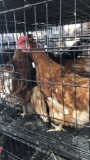 4 Rhode Island Red Hens