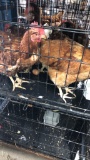 4 Rhode Island Red Hens