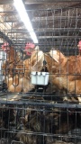 5 Rhode Island Red Hens