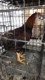 Game Bird Rooster