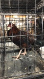 Game Bird Rooster