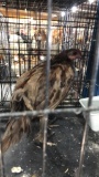 Game Bird Rooster
