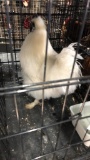White Silkie