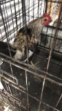 Game Bird Rooster