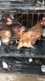 4 Rhode Island Red Hens