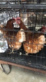 4 Rhode Island Red Hens