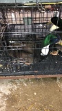 2 Cuyoga X Pekin Ducks