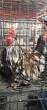 3 Calico Rooster Bantams
