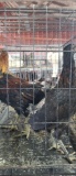 Pair Of Game Chickens