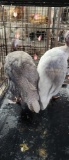 Pair Guinea - 6 Mos Old