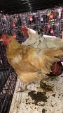 3 Hens & 1 Rooster - See Description
