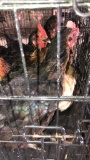 5 Hens - Buff Orpington & 4 Black Sexlinks