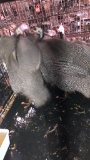 6 Guineas