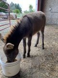 Mini Jenny Donkey - 5 Mos Old