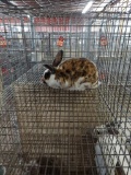 Mini Rex Calico Doe