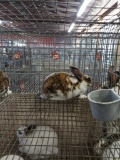 Mini Rex Calico Doe