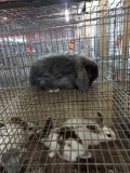 Blue Tort Holland Lop Doe - Proven - Name Stella