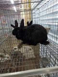 3 Mini Rex X Dutch Bunnies - D.o.b. 6/24/21