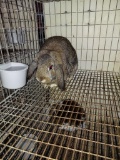 Young Chestnut Mini Lop Doe - Name Jojo