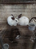 2 Rex Bucks - 9 Wks Old