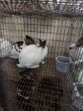Pair Rex Rabbits - 9 Wks Old