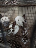 Pair Rex Rabbits - 9 Wks Old