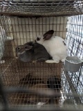 Pair Rex Rabbits - 9 Wks Old