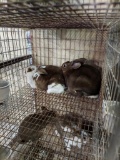 Pair Rex Rabbits - 9 Wks Old