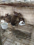 Pair Rex Rabbits - 9 Wks Old