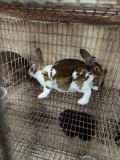 Pair Rex Rabbits - 9 Wks Old
