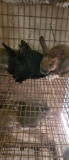 3 San Juan Bunnies - 10 Wks Old - Unsexed