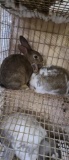 2 San Juan Bunnies - 10 Wks Old - Unsexed
