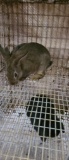 2 San Juan Bunnies - 10 Wks Old - Unsexed