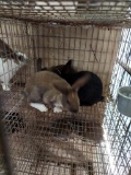 2 Lionhead Bunnies - 8 Wks Old - Unsexed